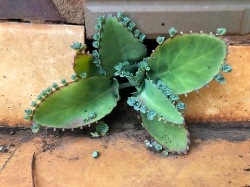 Mother of Thousands Bonsai Specimen