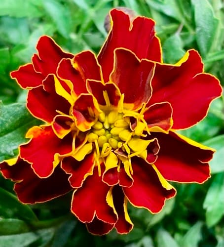 French Marigold