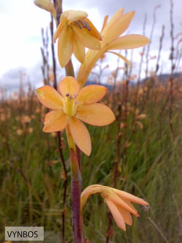Bulbil Bugle-lily Bonsai