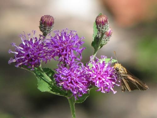 Western Ironweed Bonsai