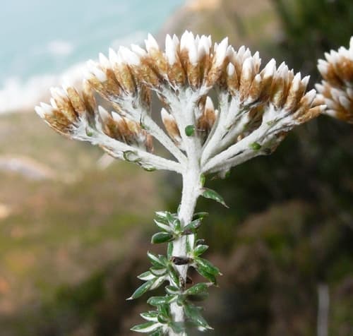 Fynbos Blombush
