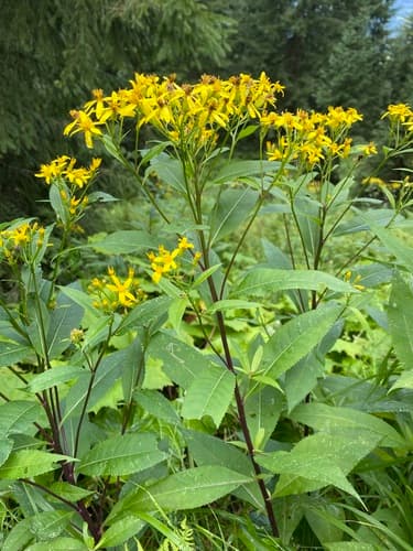 Wood Ragwort Bonsai Specimen