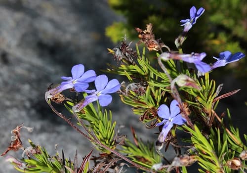 Pineleaf Lobelia