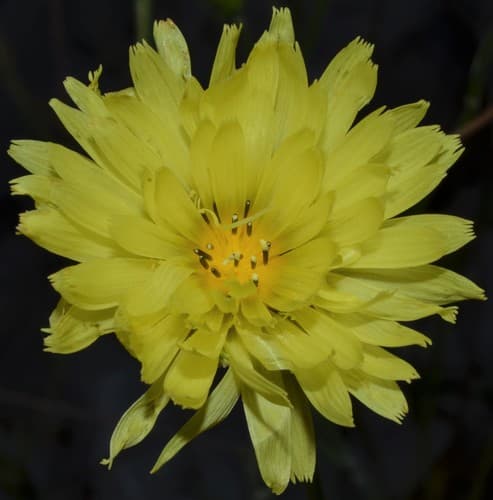 Carolina desert-chicory