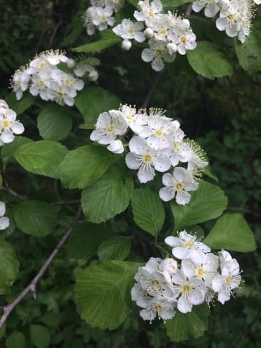 Dotted Hawthorn Bonsai
