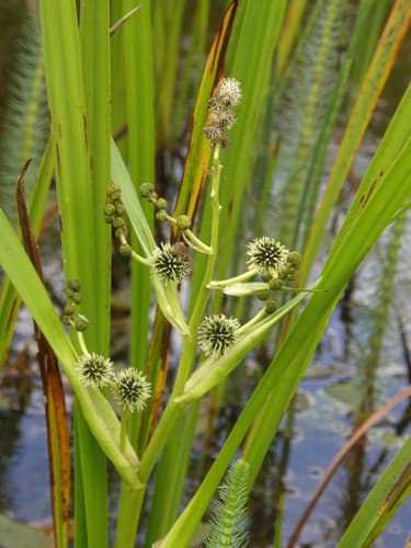 Branched Bur-reed