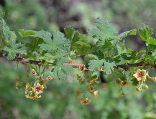 Mountain Gooseberry Bonsai