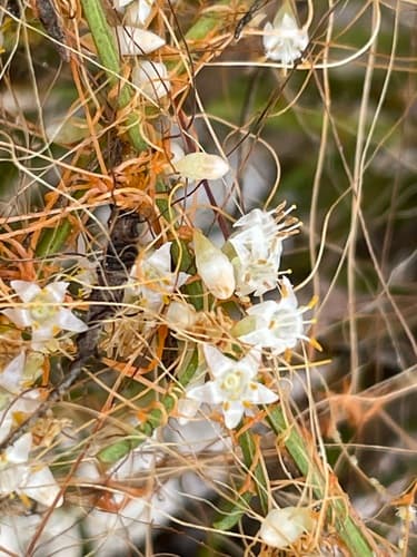 California dodder