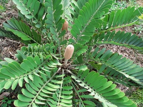 Cardboard Cycad