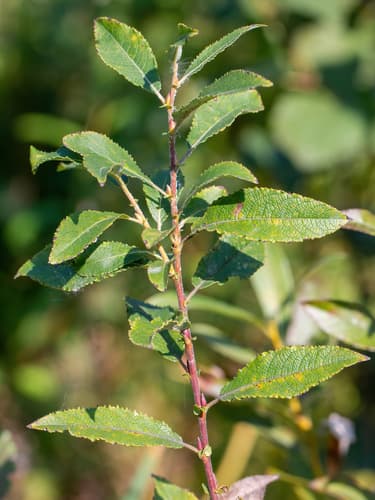 Dark-leaved Willow