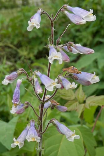 Hairy Beardtongue Plant