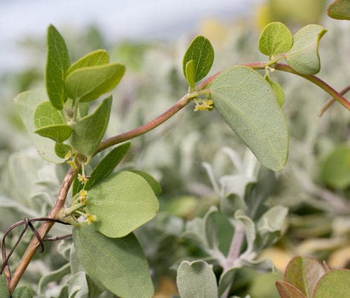 Cape Moonseed Vine Bonsai
