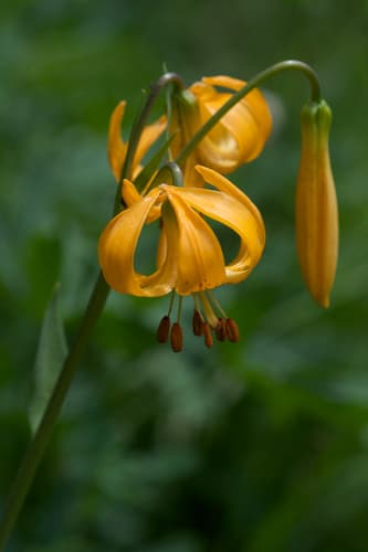 Kelley's Lily Bonsai