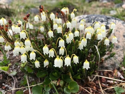 Arctic bell-heather