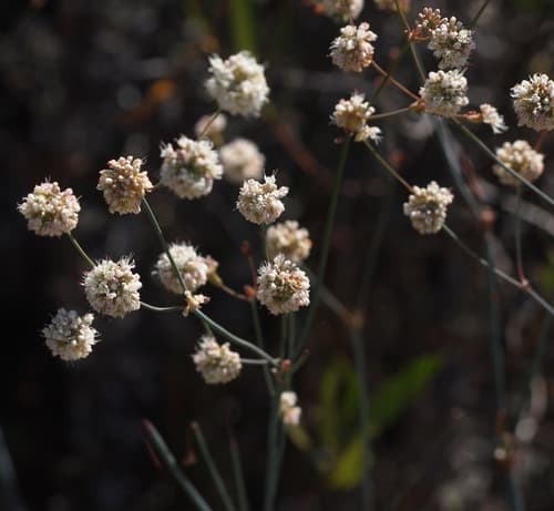 Naked Buckwheat