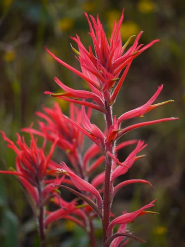 Longleaf paintbrush