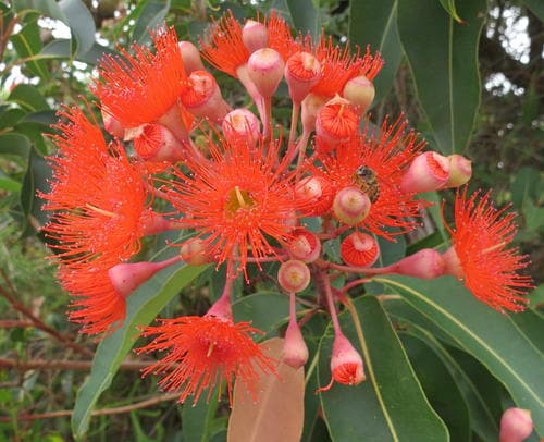 Red-flowering gum