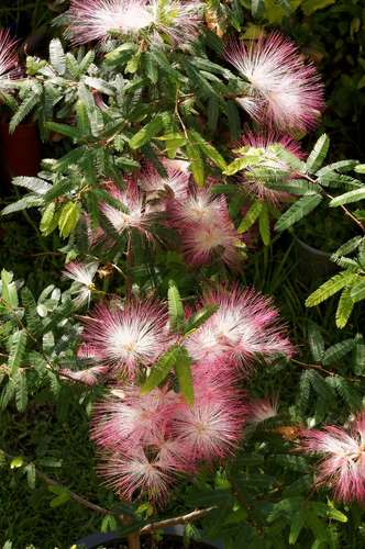 Pink Powderpuff Bonsai