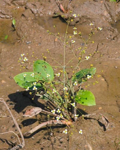 northern water-plantain