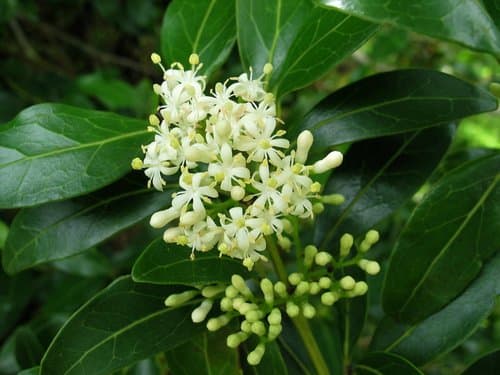 Flowering Japanese Privet
