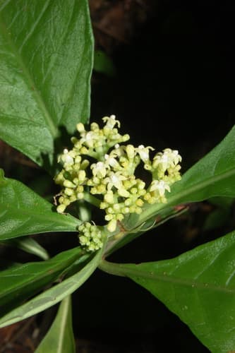Velvet-leafed Wild Coffee
