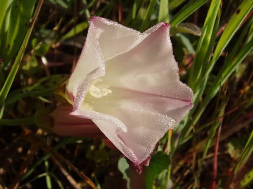 Pacific False Bindweed