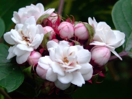Chinese Glorybower Bonsai