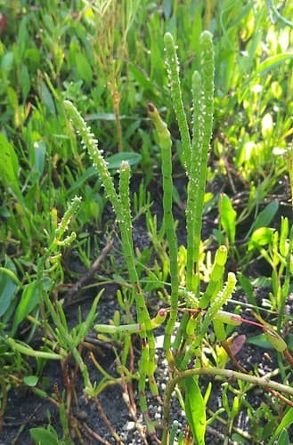 Perennial Glasswort Bonsai
