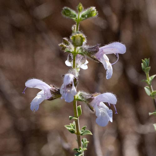 African Blue Sage