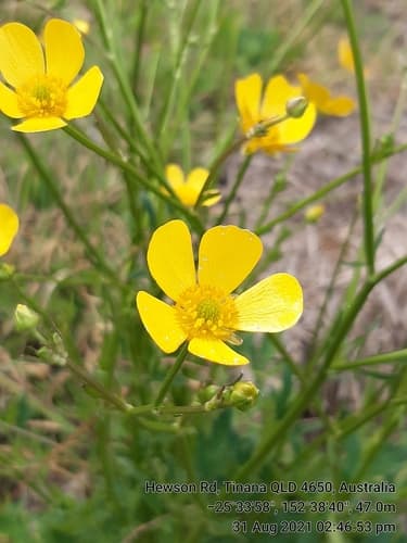 Australian Buttercup
