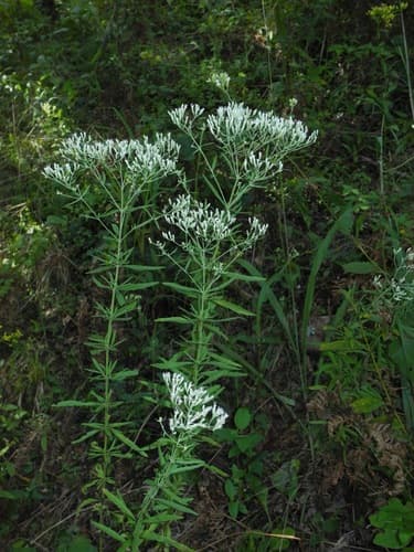 Torrey's Eupatorium