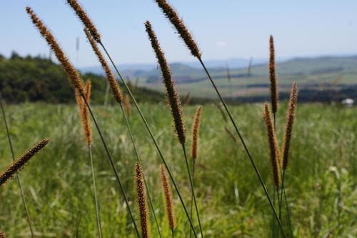 African Bristlegrass