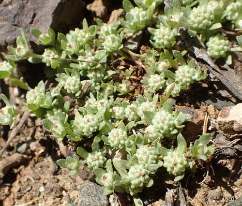 Slender Woolly-Marbles