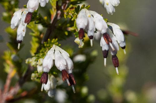 Salt-and-Pepper Heath