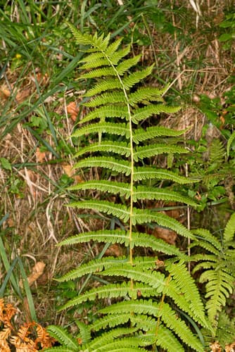 Lemon-scented Fern Bonsai