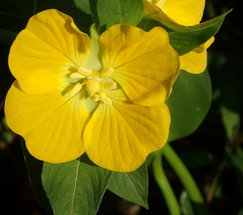 Peruvian primrose-willow