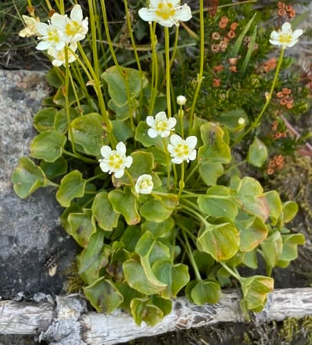 Fringed Grass of Parnassus