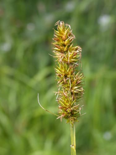 False Fox-sedge