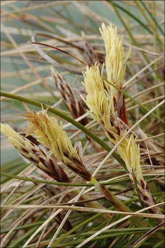 Dwarf Sedge Specimen