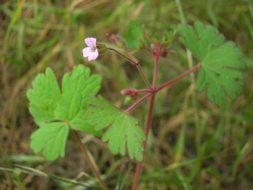 Roundleaf Geranium Bonsai