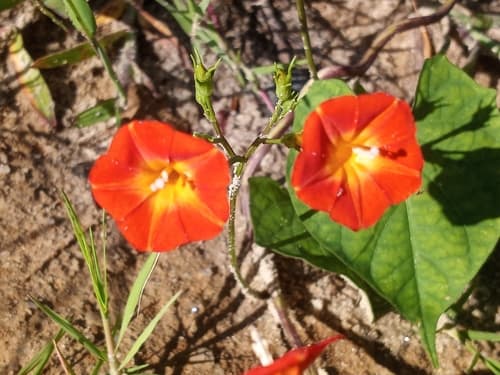 Red Morning Glory Bonsai