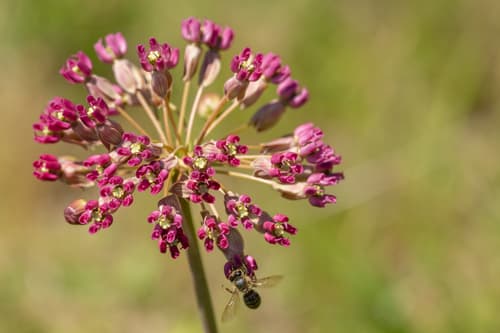 Clasping Milkweed