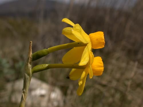 Rush-leaf Jonquil