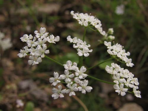 Pignut