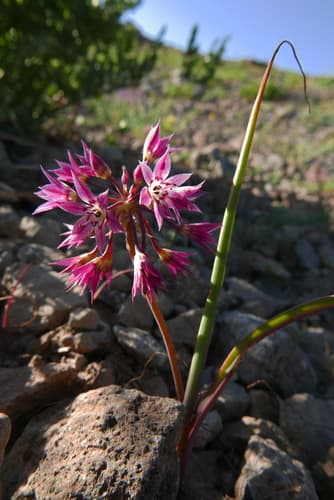 Dusky Onion Bonsai