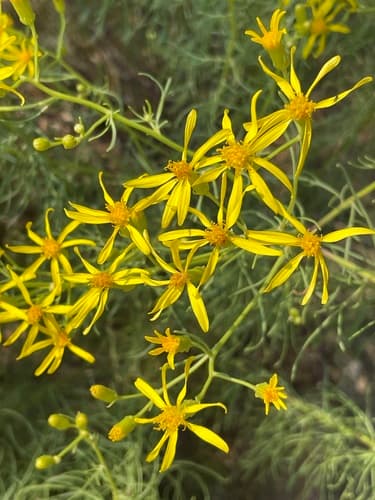 Broom-like Ragwort