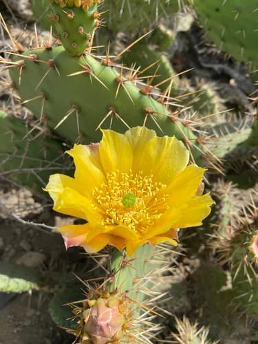 Coastal Pricklypear Bonsai