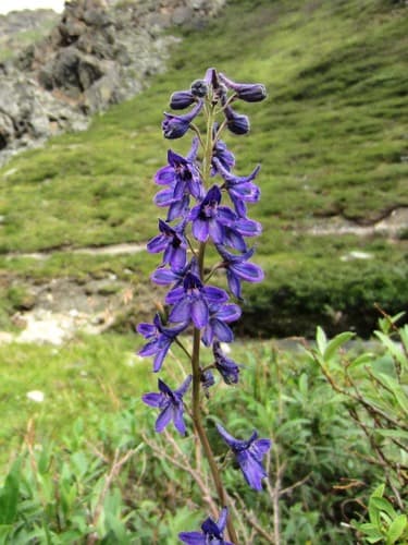 Sierra Larkspur