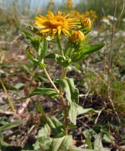 Meadow Fleabane Plant