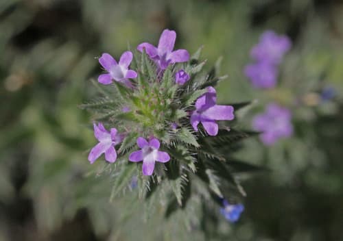 Bigbract Verbena